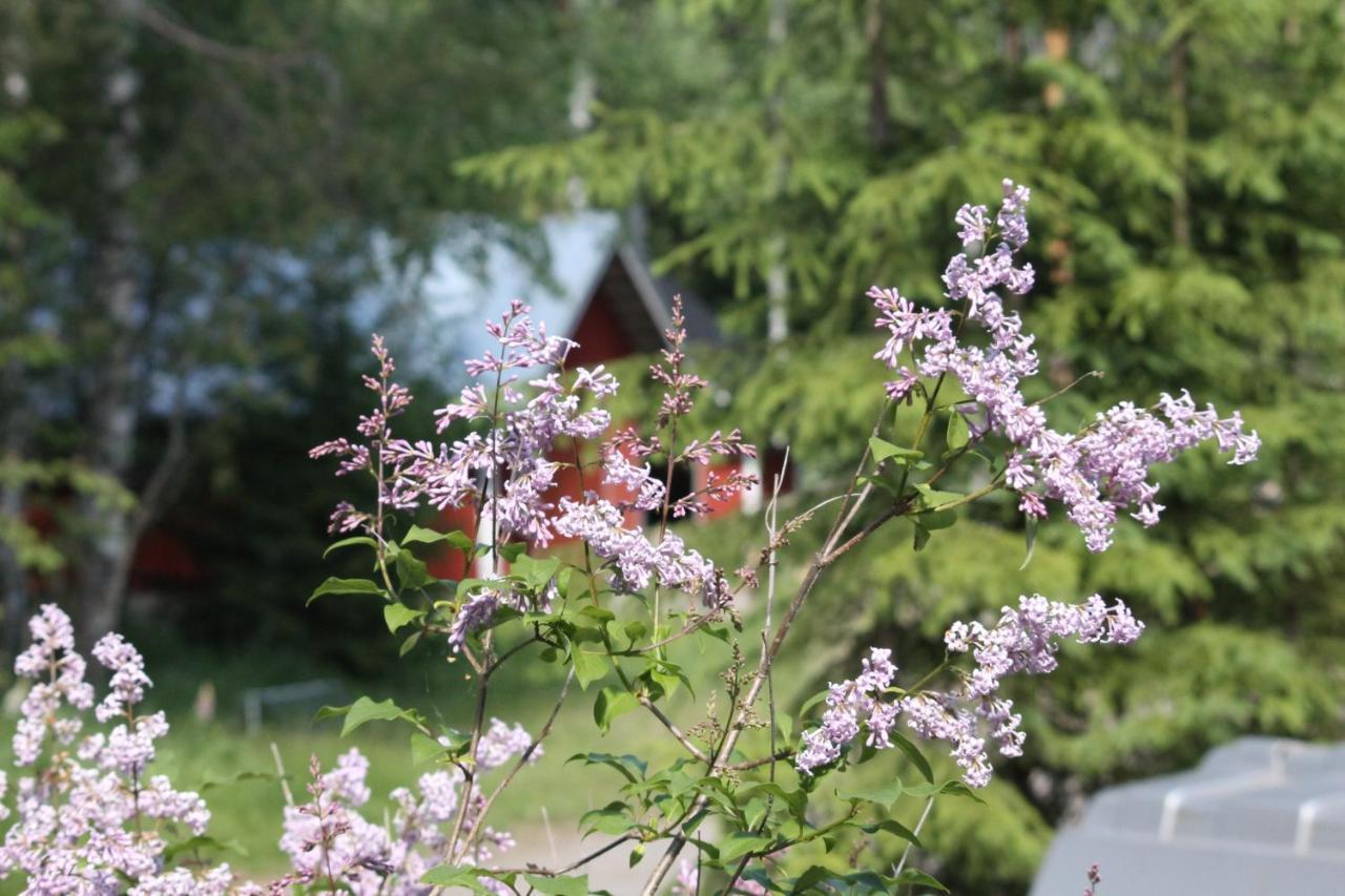 Good Life Homestay Ahmovaara Zewnętrze zdjęcie